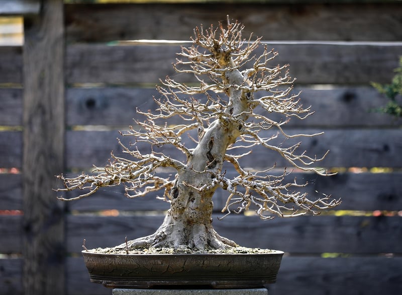 Pruning for growth